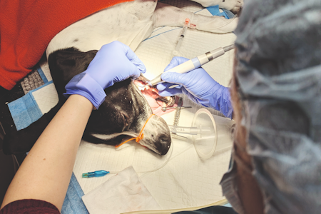 UNDERVURDERT: God munnhelse er nøkkelen til jaktlyst og prestasjon – tannstein, betennelser og knekte tenner kan gi hunden smerter og redusert luktesans. Foto: K9 Nannestad Neddopet hund under behandling hos veterinær