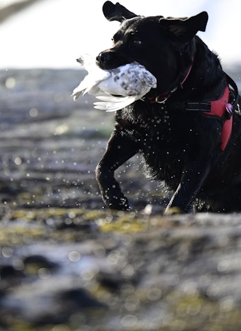 PERFEKT APPORT: Daria (5) apporterer til den store gullmedaljen. En dyktig apportør er gull verdt til fjellrypejakta. Foto: Atle Skjelde PERFEKT APPORT: Daria (5) apporterer til den store gullmedaljen. En dyktig apportør er gull verdt til fjellrypejakta. Foto: Atle Skjelde