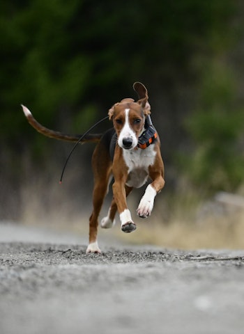 I FARTA: Furukollens Piia – alias Saimi – er den eneste finskstøveren vestlandsbygda Voss. Foto: Atle Skjelde I FARTA: Furukollens Piia – alias Saimi – er den eneste finskstøveren vestlandsbygda Voss. Foto: Atle Skjelde