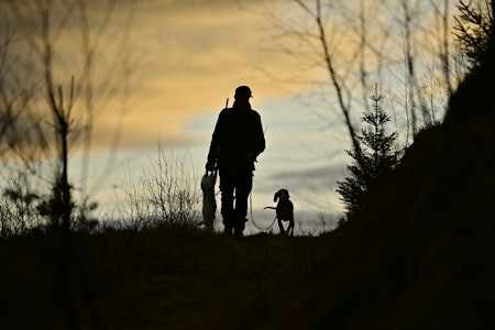 PRIVILEGERT: Bortsett fra i noen ytterst få private teiger, er det ikke tilgang på jakt med løs hund i de langt fleste vossaterrengene. Foto: Atle Skjelde PRIVILEGERT: Bortsett fra i noen ytterst få private teiger, er det ikke tilgang på jakt med løs hund i de langt fleste vossaterrengene. Foto: Atle Skjelde