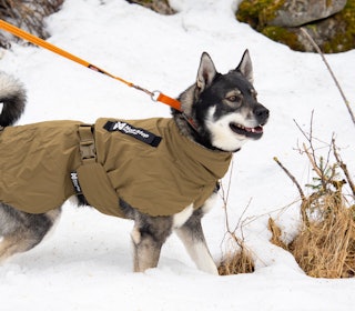 VARMER: Selv en tykkpelset jaktkamerat setter pris på litt ekstra varme under pauser og etter endt økt. Non-Stop Dogwear Glacier Jacket WD beskytter godt mot vind og fukt, og lar hunden hvile komfortabelt – klar for neste etappe. Foto: Jo Stenersen hundedekken