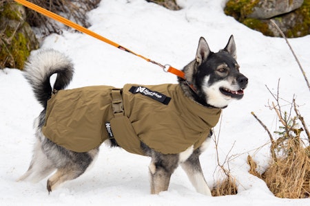 VARMER: Selv en tykkpelset jaktkamerat setter pris på litt ekstra varme under pauser og etter endt økt. Non-Stop Dogwear Glacier Jacket WD beskytter godt mot vind og fukt, og lar hunden hvile komfortabelt – klar for neste etappe. Foto: Jo Stenersen hundedekken