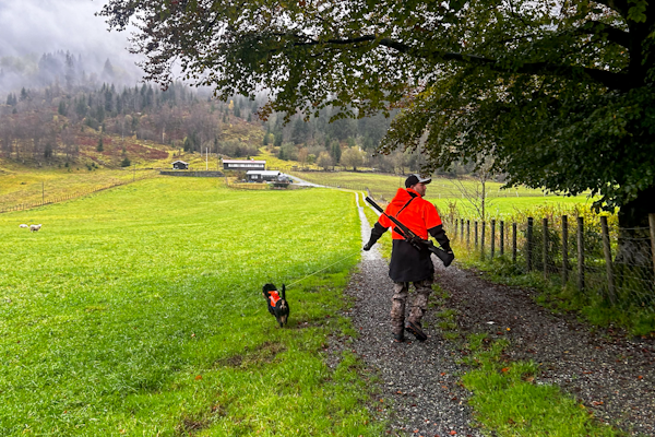 HUND: Etter at han skaffet seg hund for bruk på hjort har det utviklet seg til favorittjaktformen til Brede Seim. Et drev med hund kan ofte resultere i mye bevegelse på hjorten og flere fall. Foto: Atle Rønning HUND: Etter at han skaffet seg hund for bruk på hjort har det utviklet seg til favorittjaktformen til Brede Seim. Et drev med hund kan ofte resultere i mye bevegelse på hjorten og flere fall. Foto: Atle Rønning
