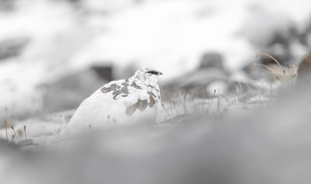 SPRAGLETE: Rypa skifter raskt til vinterdrakt. Bør du endre taktikk for å lykkes? Ill. foto: Paolino Massimiliano Manuel SPRAGLETE: Rypa skifter raskt til vinterdrakt. Bør du endre taktikk for å lykkes? Ill. foto: Paolino Massimiliano Manuel