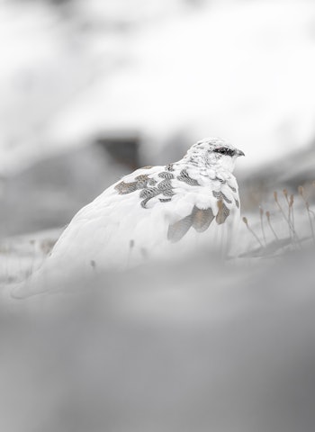 SPRAGLETE: Rypa skifter raskt til vinterdrakt. Bør du endre taktikk for å lykkes? Ill. foto: Paolino Massimiliano Manuel SPRAGLETE: Rypa skifter raskt til vinterdrakt. Bør du endre taktikk for å lykkes? Ill. foto: Paolino Massimiliano Manuel