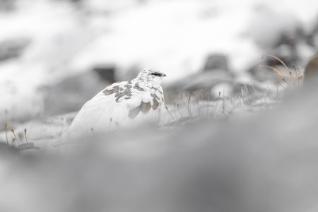 SPRAGLETE: Rypa skifter raskt til vinterdrakt. Bør du endre taktikk for å lykkes? Ill. foto: Paolino Massimiliano Manuel SPRAGLETE: Rypa skifter raskt til vinterdrakt. Bør du endre taktikk for å lykkes? Ill. foto: Paolino Massimiliano Manuel