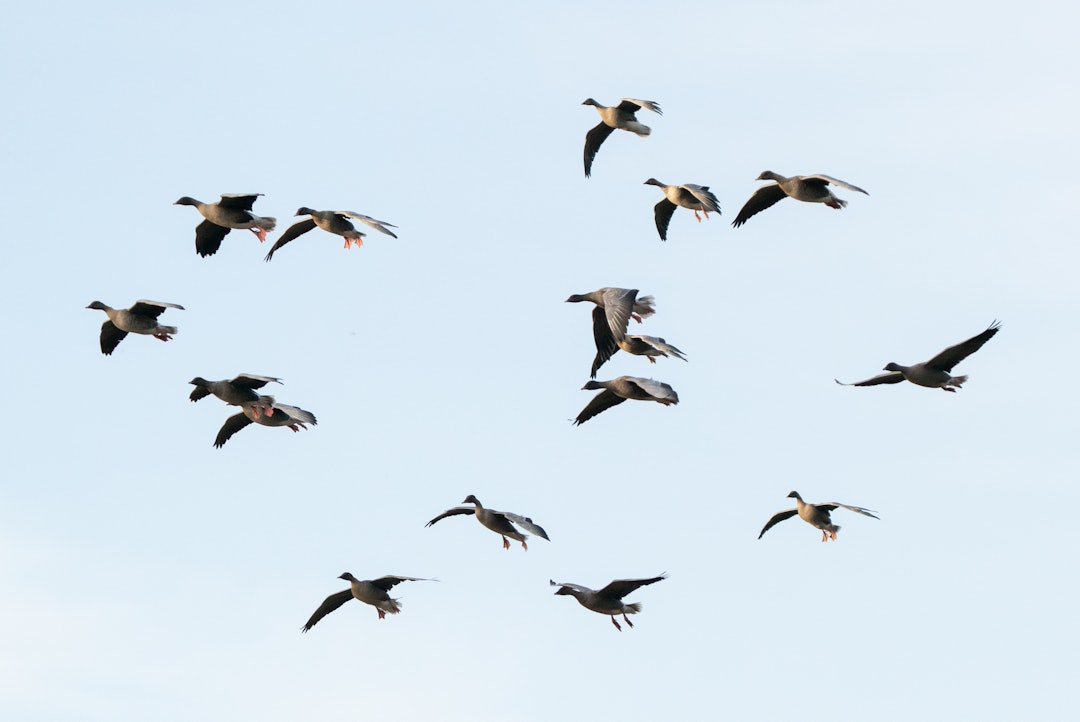 KORTNEBBGÅS: Gjess er smarte fugler, med særdeles godt syn. Øynene kan sanse bevegelser på lang avstand, og den lange halsen er først og fremst til for å kunne oppdage fiender. Kortnebbgåsa er imidlertid mindre sky og lettere å jakte på, enn grågås og canadagås. Foto: Christer Rognerud KORTNEBBGÅS: Gjess er smarte fugler, med særdeles godt syn. Øynene kan sanse bevegelser på lang avstand, og den lange halsen er først og fremst til for å kunne oppdage fiender. Kortnebbgåsa er imidlertid mindre sky og lettere å jakte på, enn grågås og canadagås. Foto: Christer Rognerud