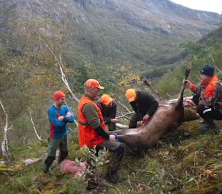 UTVOMMING: Når hjorten skal fraktes ut av vanskelig terreng, gjelder det å jobbe rent og smart. Foto: Nils-Olav Talgøy Hjort som utvommens og klargjøres for transport ned bratte vestlandslier