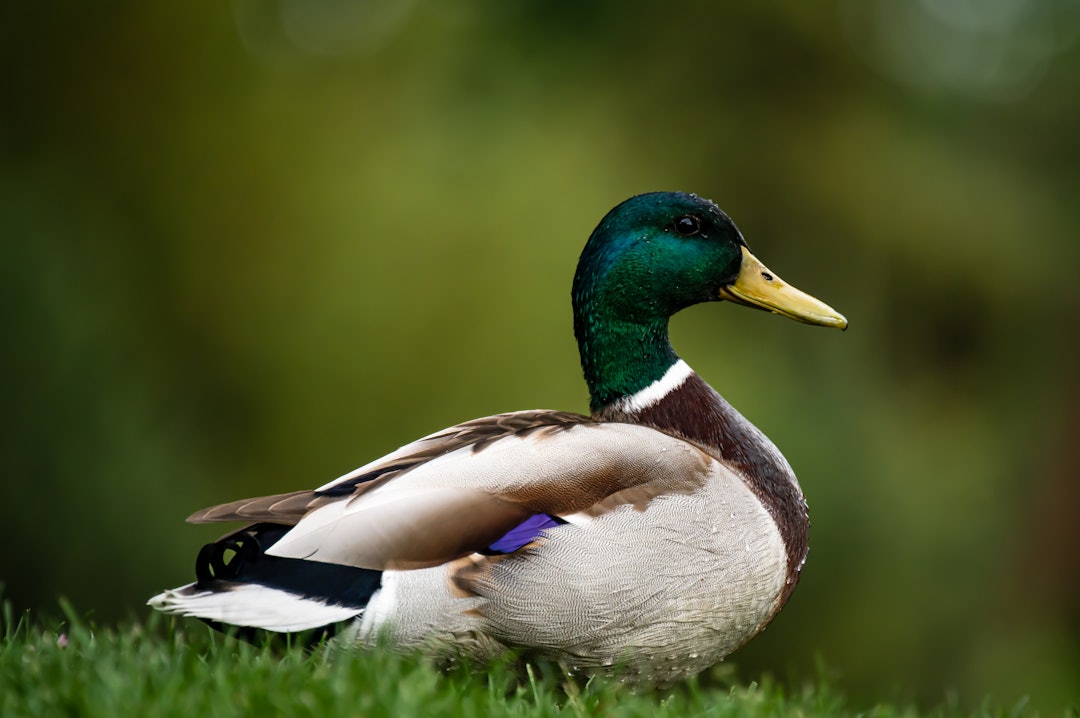 FUGLEINFLUENSA: Virusvarianten som dominerte i vår er på vei tilbake. Foto: iStock Hannfugl av stokkand