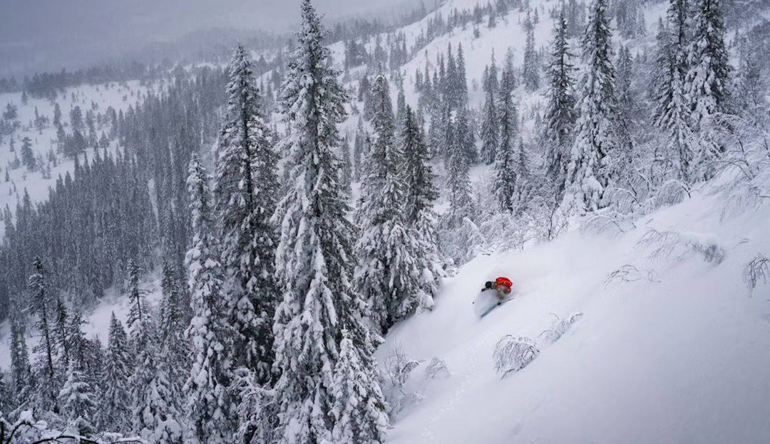 TRØNDERS FREERIDE: Vassfjellet rydder en ny off-piste løype på 200 høydemeter før FWT-kvalik i mars. Foto: Kyrre Buxrud En skikjører i puddersnø i Vassfjellet