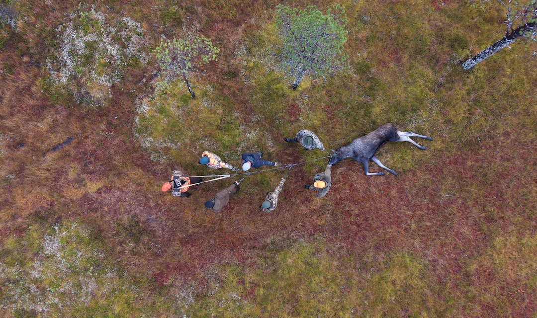 HJELPEMIDDEL: Droner er forbudt under jakt, men bør det tillates bruk av droner til ettersøk av skadeskutt vilt? Illustrasjonsfoto: JEGER-redaksjonen HJELPEMIDDEL: Droner er forbudt under jakt, men bør det tillates bruk av droner til ettersøk av skadeskutt vilt? Illustrasjonsfoto: JEGER-redaksjonen