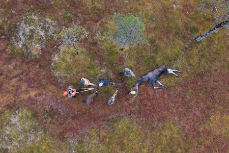 HJELPEMIDDEL: Droner er forbudt under jakt, men bør det tillates bruk av droner til ettersøk av skadeskutt vilt? Illustrasjonsfoto: JEGER-redaksjonen HJELPEMIDDEL: Droner er forbudt under jakt, men bør det tillates bruk av droner til ettersøk av skadeskutt vilt? Illustrasjonsfoto: JEGER-redaksjonen