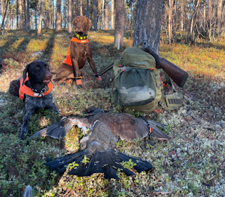 VORSTEH: Airo og Aya - to trofaste jaktkamerater som leverer når det virkelig gjelder. Foto: Geir Gåsland Vorsteherene Airo og Aya med en felt tiur