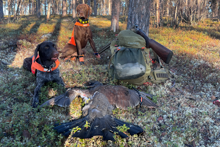 VORSTEH: Airo og Aya - to trofaste jaktkamerater som leverer når det virkelig gjelder. Foto: Geir Gåsland Vorsteherene Airo og Aya med en felt tiur