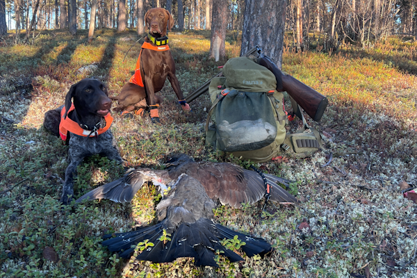 VORSTEH: Airo og Aya - to trofaste jaktkamerater som leverer når det virkelig gjelder. Foto: Geir Gåsland Vorsteherene Airo og Aya med en felt tiur