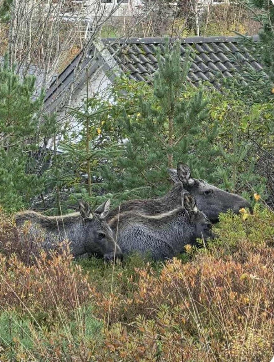 FELT: To elgkyr med kalver ble skutt i Rørvik. Foto: Nærøysund kommune FELT: To elgkyr med kalver ble skutt i Rørvik. Foto: Nærøysund kommune
