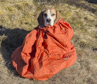 KOS FOR KAMERATEN: Non-stop Dogwear Protector bivvy bag gir god komfort for kortpelsa jaktkompiser under jaktpausene. Foto: Åsgeir Størdal Beagle i en Non-stop Dogwear Bivvy Bag