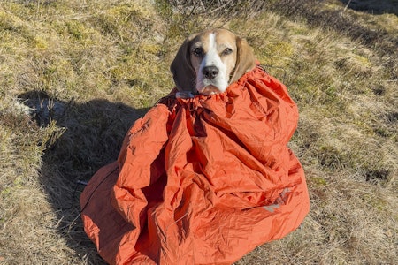 KOS FOR KAMERATEN: Non-stop Dogwear Protector bivvy bag gir god komfort for kortpelsa jaktkompiser under jaktpausene. Foto: Åsgeir Størdal Beagle i en Non-stop Dogwear Bivvy Bag
