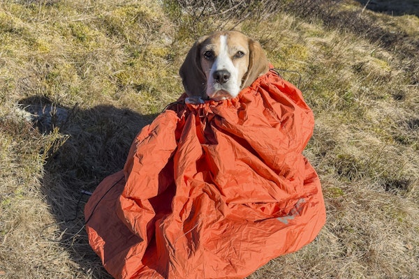KOS FOR KAMERATEN: Non-stop Dogwear Protector bivvy bag gir god komfort for kortpelsa jaktkompiser under jaktpausene. Foto: Åsgeir Størdal Beagle i en Non-stop Dogwear Bivvy Bag