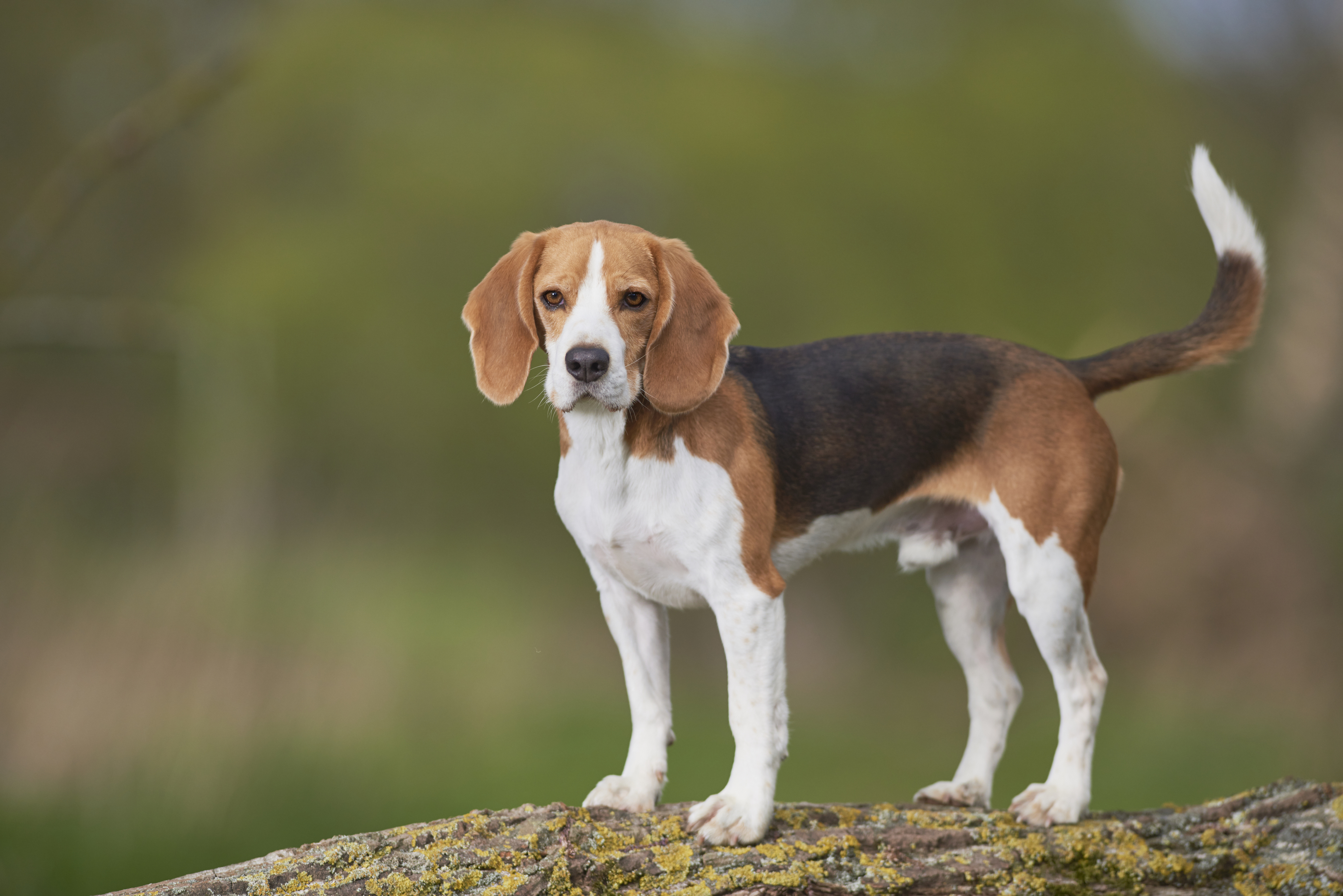 Beagle