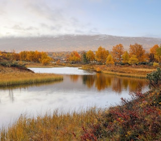 VÅTMARK: Er definisjonen av våtmark for strengt tolket i Norge? Miljødirektoratet svarer på kritikken om blyforbudet. Ill.foto: Jelena Safronova Våtmark og blyforbud