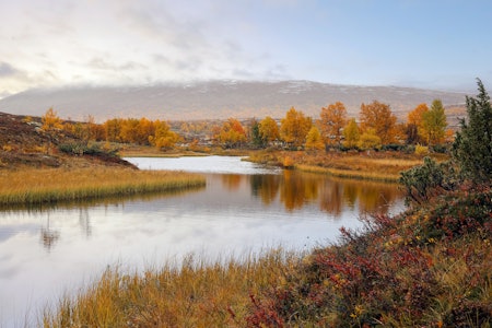 VÅTMARK: Er definisjonen av våtmark for strengt tolket i Norge? Miljødirektoratet svarer på kritikken om blyforbudet. Ill.foto: Jelena Safronova Våtmark og blyforbud