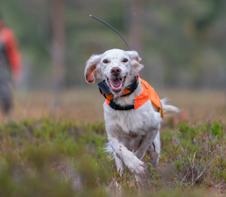 FART:Raisa i fullt søk – og Jokke i bakgrunnen, slik det alltid er. Samspillet mellom hund og fører er nøkkelen til NM-gullet. Foto: Christer Rognerud Engelsk setteren Raisa med eier Joakim Aurstad i bakgrunnen