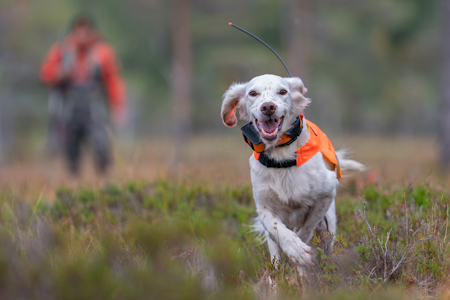 FART:Raisa i fullt søk – og Jokke i bakgrunnen, slik det alltid er. Samspillet mellom hund og fører er nøkkelen til NM-gullet. Foto: Christer Rognerud Engelsk setteren Raisa med eier Joakim Aurstad i bakgrunnen
