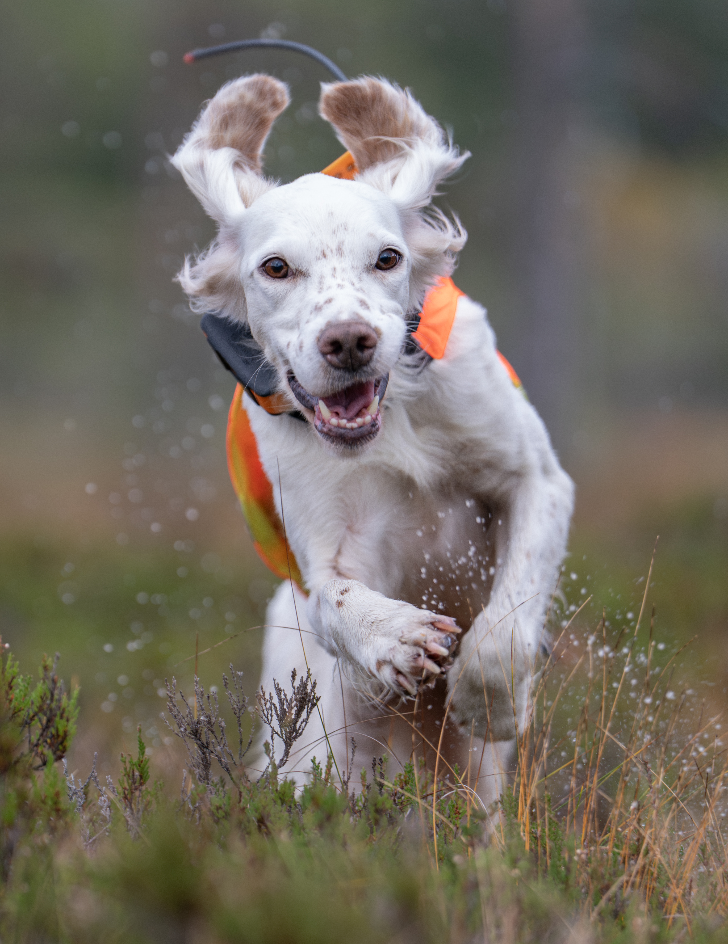 Engelsk setteren Raisa