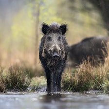 TRIVES: Villsvinbestanden nekter å forsvinne fra Norge, viser overvåkninger av arten. Foto: Damian Kuzdak villsvin