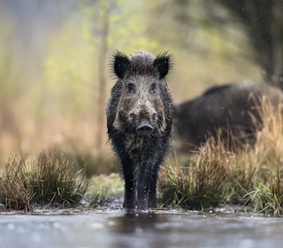 TRIVES: Villsvinbestanden nekter å forsvinne fra Norge, viser overvåkninger av arten. Foto: Damian Kuzdak villsvin