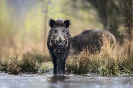 TRIVES: Villsvinbestanden nekter å forsvinne fra Norge, viser overvåkninger av arten. Foto: Damian Kuzdak villsvin