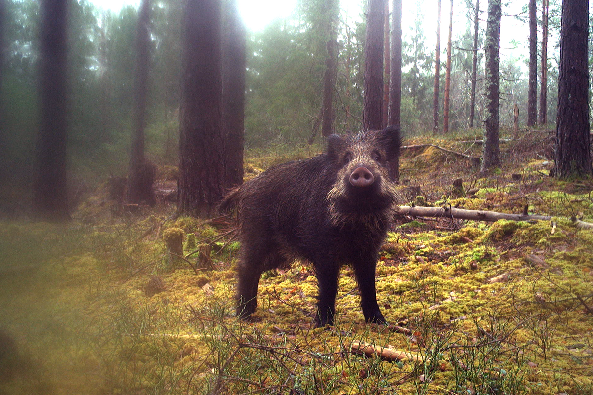 villsvin fanget på viltkamera