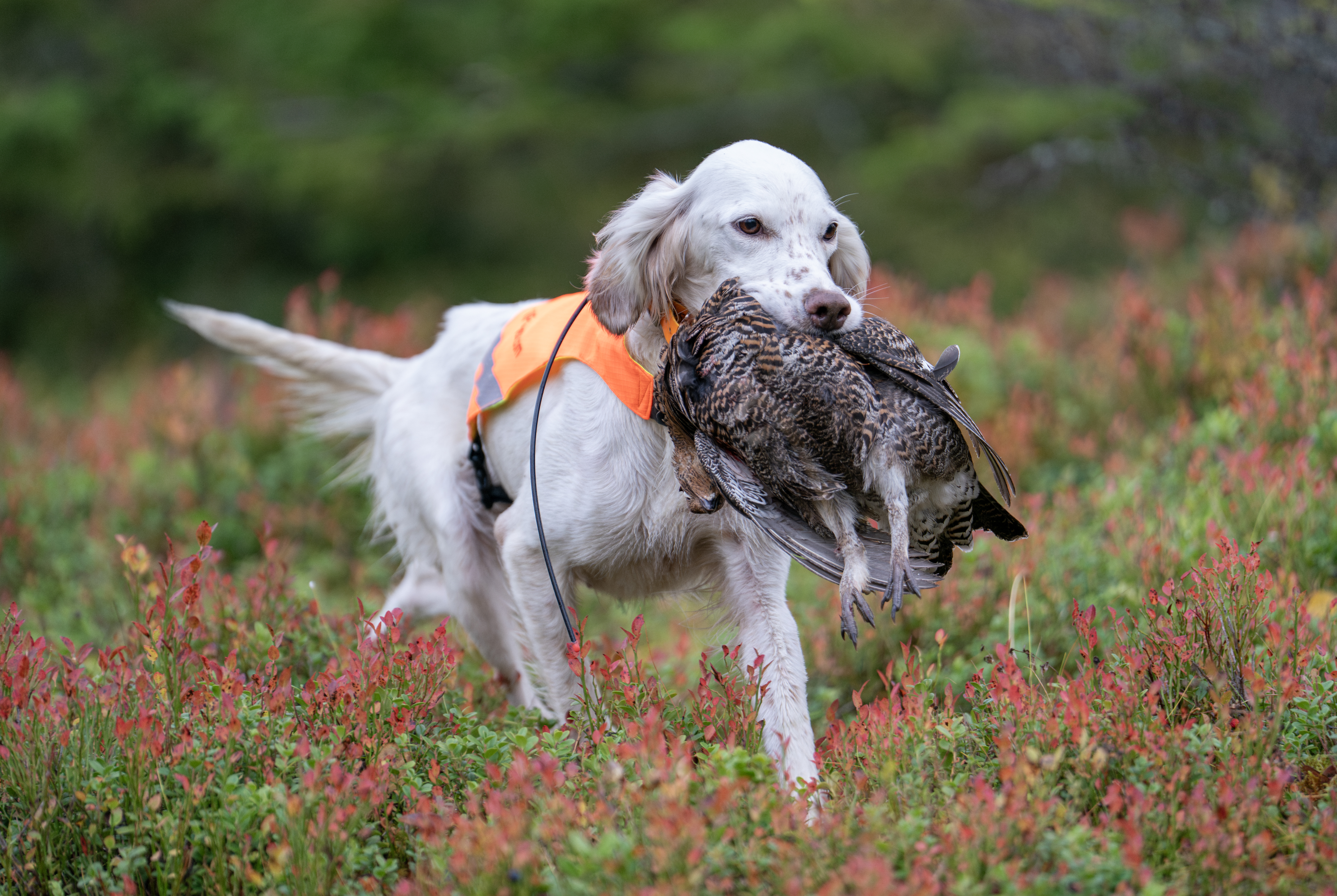 Engelsk setteren Raisa som bærer orrfugl