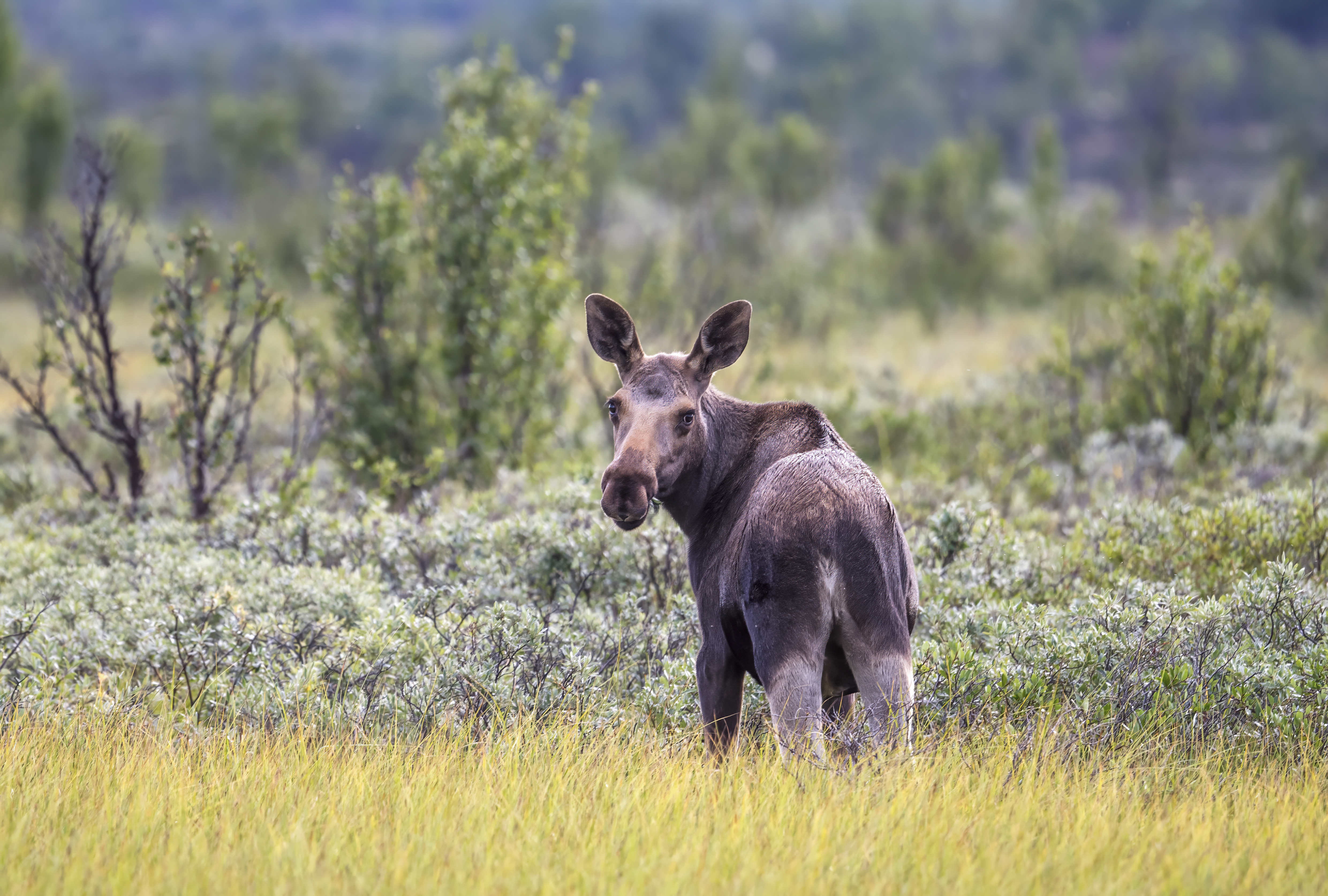 Elg som beiter på Fokstumyra, Dovrefjell