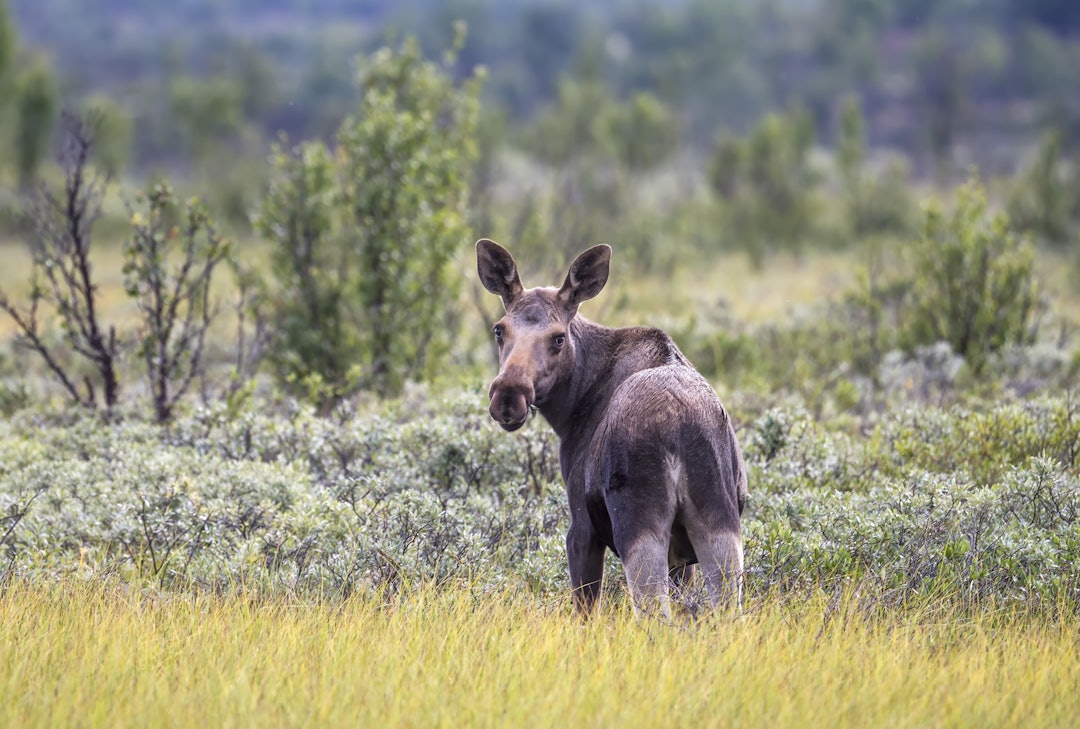 BESTAND: Lite ungdyr gjør at fjellstyret tar grep. Foto: Steinar Myhr / Samfoto Elg som beiter på Fokstumyra, Dovrefjell