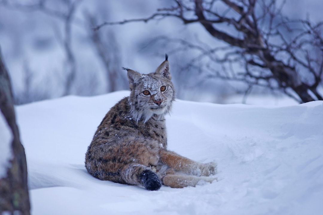 GAUPEJAKT: Heller ikke denne sesongen blir det gaupejakt i region 4 som består av Oslo, Akershus og Østfold. Foto: Lars H. Krempig / Samfoto Gaupe i snøen
