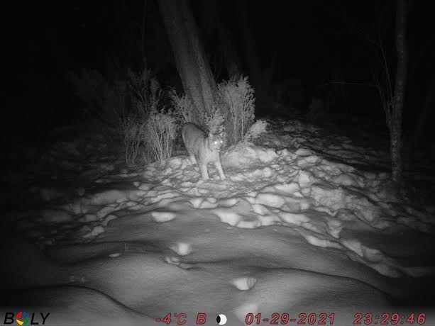 Viltkamerabilde av gaupe