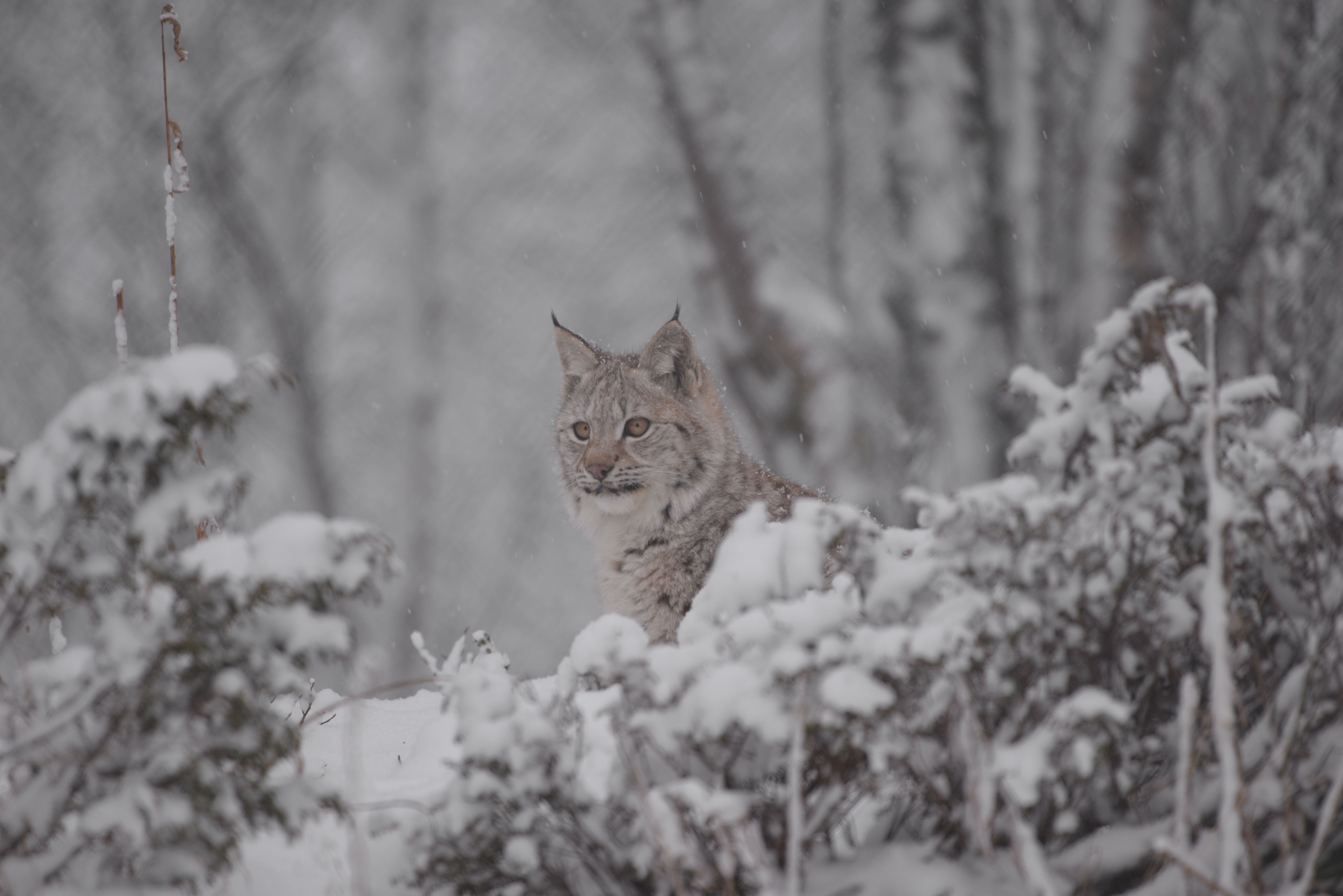 Gaupe i vinterlandskap