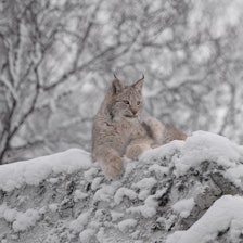 STORJEGER: Gaupehannen M353 er en av hovedkildene til ny kunnskap om hvordan gaupa jakter i et område dominert av hjort. Illustrasjonsfoto: Nils-Olav Talgøy Gaupe i vinterlandskap