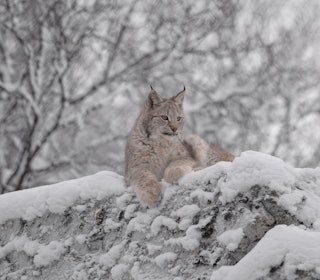 STORJEGER: Gaupehannen M353 er en av hovedkildene til ny kunnskap om hvordan gaupa jakter i et område dominert av hjort. Illustrasjonsfoto: Nils-Olav Talgøy Gaupe i vinterlandskap