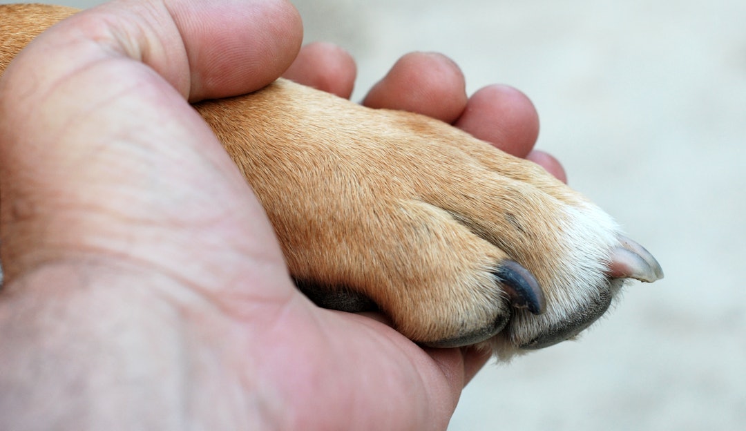 FOREBYGGING: Sterke poter er avgjørende for at jakthunden skal yte maksimalt gjennom hele sesongen. Regelmessig stell og tilsyn forebygger skader før de oppstår. Foto: iStock En hundepote i en menneskehånd