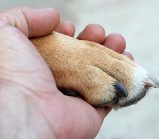 FOREBYGGING: Sterke poter er avgjørende for at jakthunden skal yte maksimalt gjennom hele sesongen. Regelmessig stell og tilsyn forebygger skader før de oppstår. Foto: iStock En hundepote i en menneskehånd