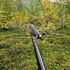 PIPP PÅ PIPA: Bjørn Roald Kristiansen tok seg en liten pause for høre litt rundt, da en liten fugl plutselig kom fra ingensteds. Foto: Privat sidensvans på hagleløpet