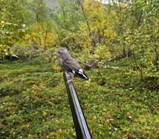 PIPP PÅ PIPA: Bjørn Roald Kristiansen tok seg en liten pause for høre litt rundt, da en liten fugl plutselig kom fra ingensteds. Foto: Privat sidensvans på hagleløpet