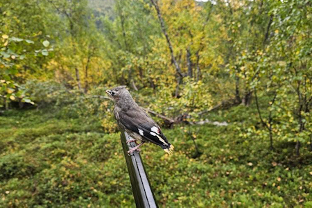 PIPP PÅ PIPA: Bjørn Roald Kristiansen tok seg en liten pause for høre litt rundt, da en liten fugl plutselig kom fra ingensteds. Foto: Privat sidensvans på hagleløpet