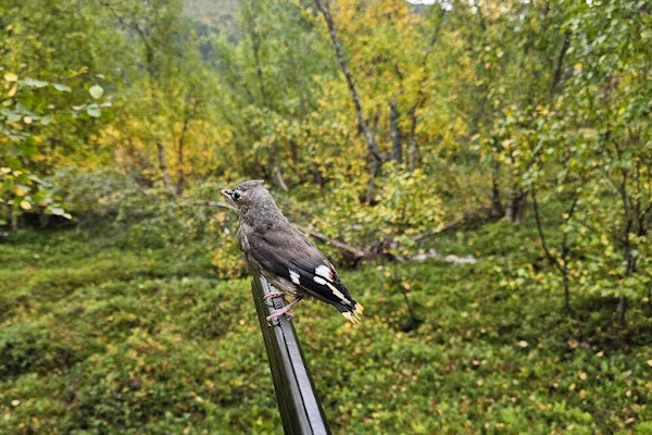 PIPP PÅ PIPA: Bjørn Roald Kristiansen tok seg en liten pause for høre litt rundt, da en liten fugl plutselig kom fra ingensteds. Foto: Privat sidensvans på hagleløpet