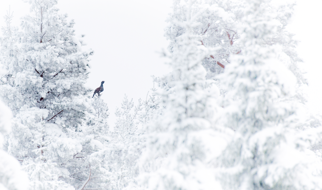 TIURDRØMMEN: Synet alle toppjegere håper skal møte dem i urskogen. Men gjør du alt riktig for at det skal skje? Ill.foto: Kai Jensen / NTB TIURDRØMMEN: Synet alle toppjegere håper skal møte dem i urskogen. Men gjør du alt riktig for at det skal skje? Ill.foto: Kai Jensen / NTB