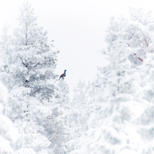 TIURDRØMMEN: Synet alle toppjegere håper skal møte dem i urskogen. Men gjør du alt riktig for at det skal skje? Ill.foto: Kai Jensen / NTB TIURDRØMMEN: Synet alle toppjegere håper skal møte dem i urskogen. Men gjør du alt riktig for at det skal skje? Ill.foto: Kai Jensen / NTB