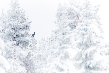 TIURDRØMMEN: Synet alle toppjegere håper skal møte dem i urskogen. Men gjør du alt riktig for at det skal skje? Ill.foto: Kai Jensen / NTB TIURDRØMMEN: Synet alle toppjegere håper skal møte dem i urskogen. Men gjør du alt riktig for at det skal skje? Ill.foto: Kai Jensen / NTB